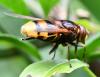 Volucella zonaria